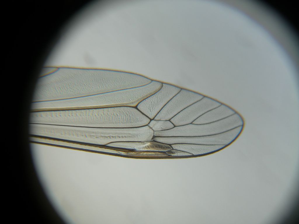 Tipulide da id.